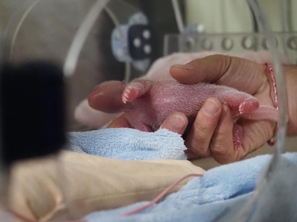 A hand holding a newborn panda about to bottle feed him