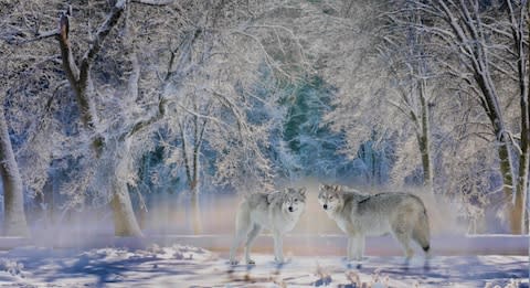 Wolves in Yellowstone - Credit: alancrosthwaite/alancrosthwaite