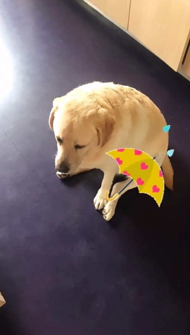 Sam Armytage's golden retriever Banjo sitting on the floor inside her home