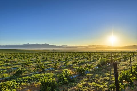 Wine tours are a great option for visitors to Cape Town - Credit: Copyrighted/Ryan Torres