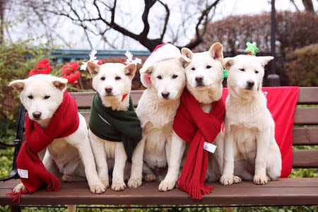 South Korea's former president Park Geun-hye's pet dogs are seen in this handout picture provided by the Presidential Blue House and released by News1 on December 24, 2015. The Presidential Blue House/News1 via REUTERS