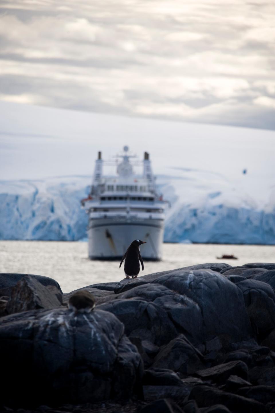 a gentoo penguin and a ship in the background at "Penguin Post Office," Port Lockroy on Goudier Island in Antarctica