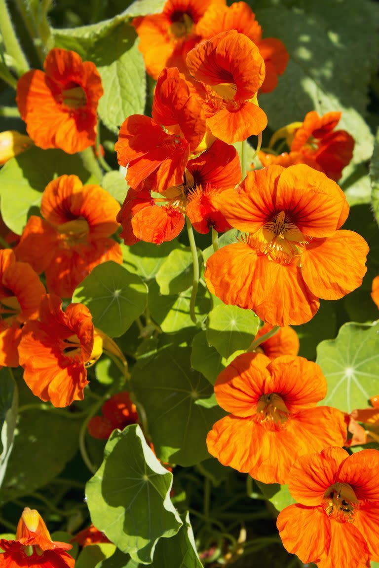 flower meanings, nasturtium 