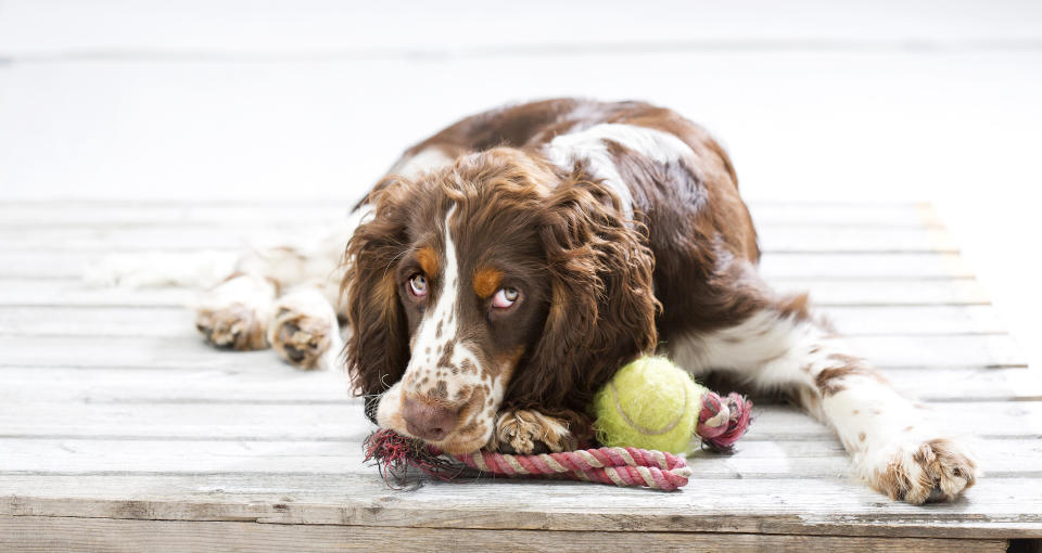 spaniel with tennis ball rope toy