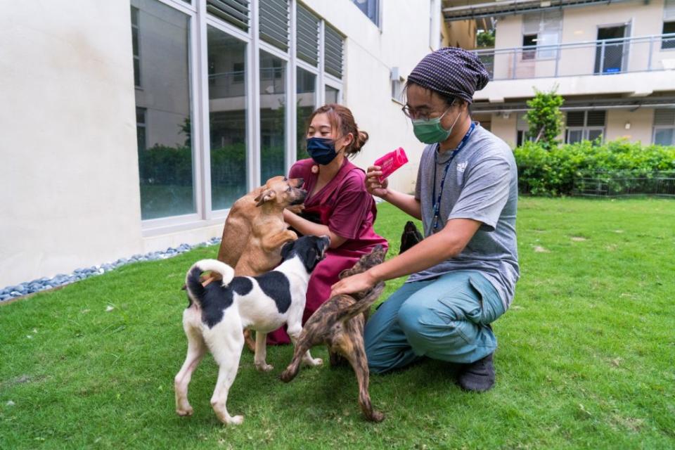 竹市動物保護及防疫目前安置逾二十隻幼犬，歡迎民眾認養。(記者曾芳蘭攝)