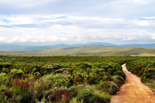 2. Cape Floral Region Protected Area, South Africa  