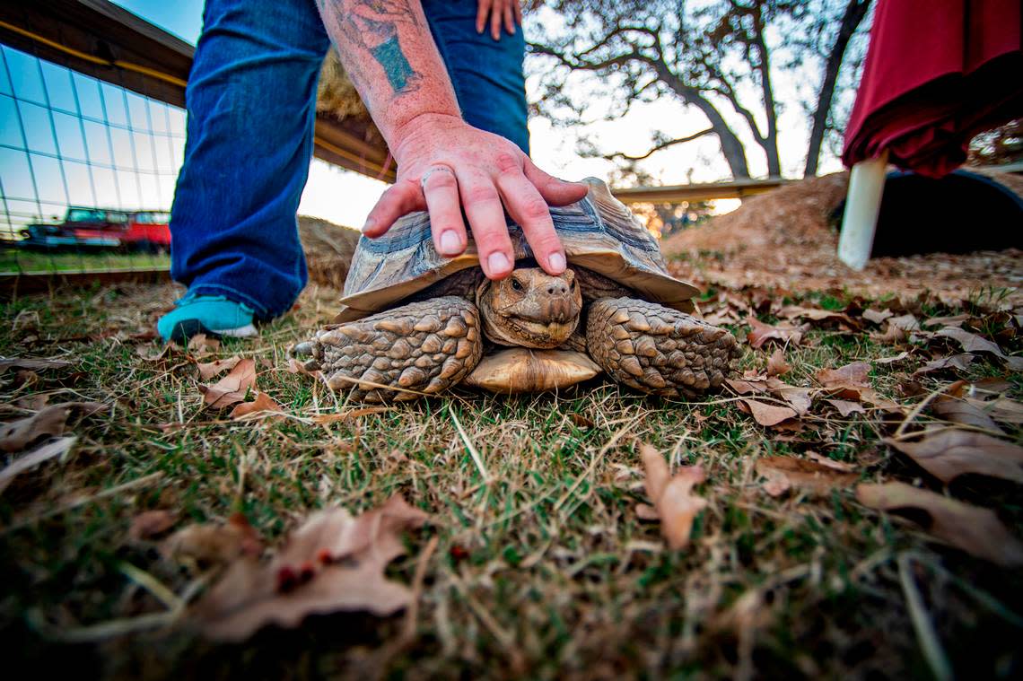 Hoss, the 35-pound sulcata tortoise, loves exploring his 12-foot by 30-foot pen. Hoss seems to like Christy Wheeler scratching his leathery head.