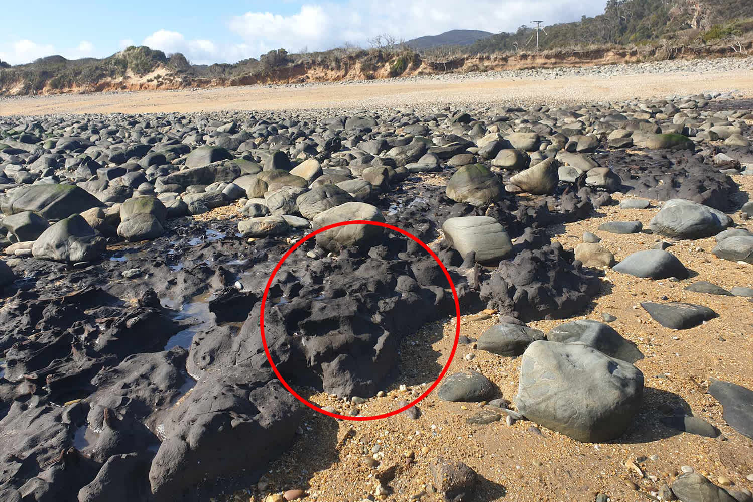 Wide shot with the uncovered rocks up close at Badger Beach in Narawntapu National Park.