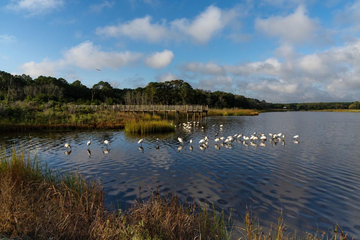 many wood storks and a wooden dock in the marsh of huntington beach state park in south carolina