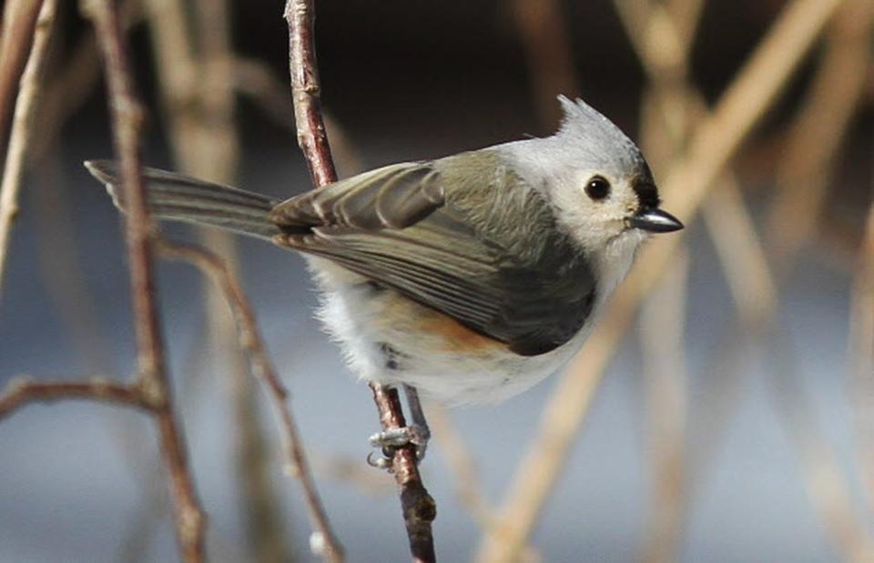 Tufted titmouse