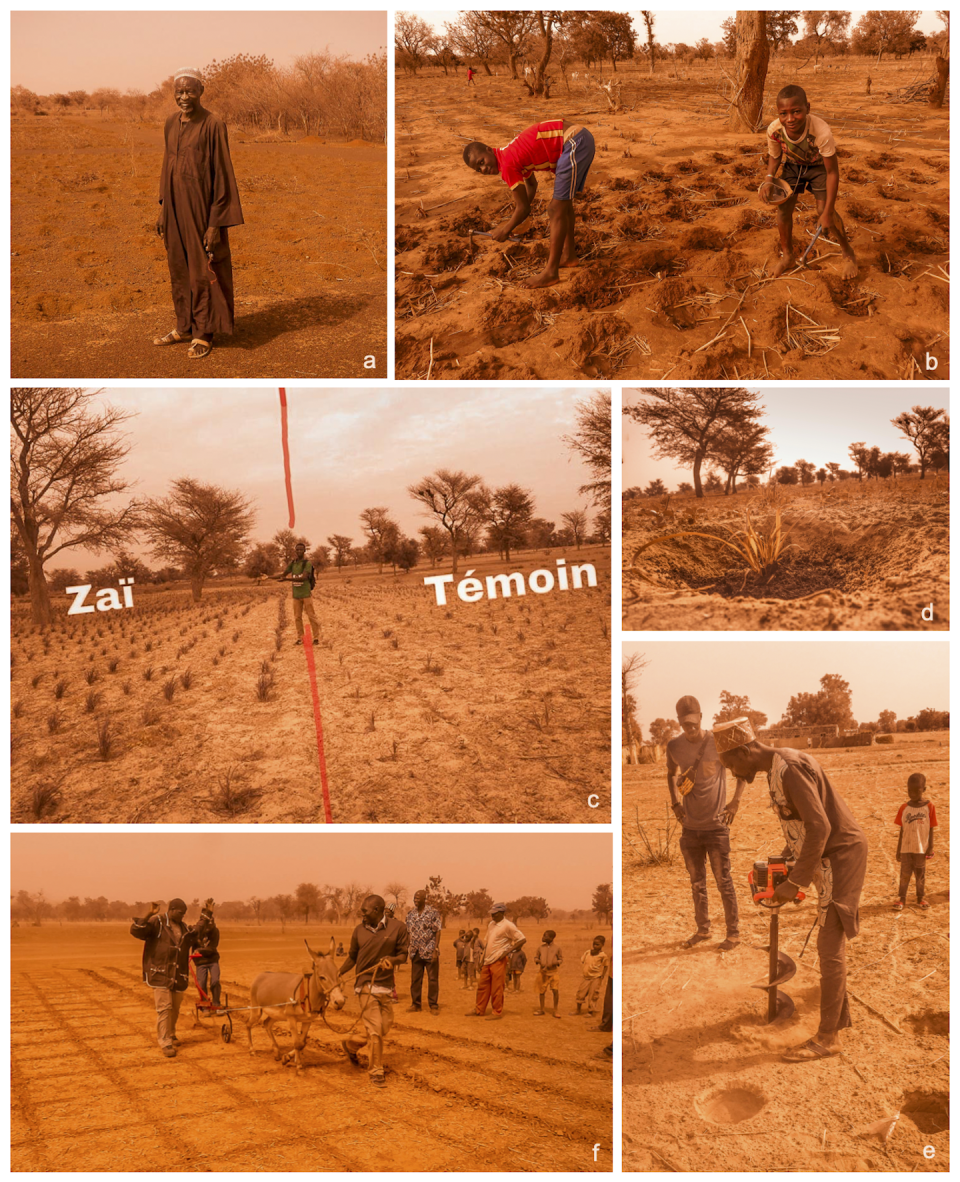 Photos (a) : Yacouba Sawadogo dans sa parcelle de zaï en juin 2012, à Gourga, Burkina Faso ; (b) Fabrication des poquets de zaï dans la ferme de Yacouba ; (c) Expérimentation du zaï à Ndiob, au Sénégal ; (d) Germination du mil dans un poquet de zaï ; (e-f) Essais de mécanisation de la fabrique des poquets avec une dent attelée au Burkina Faso (gauche) et une tarière au Sénégal (droite). Hamado Sawadougou/INERA ; Isidore Diouf/ENDA PRONAT et Michel Destres/Solibam