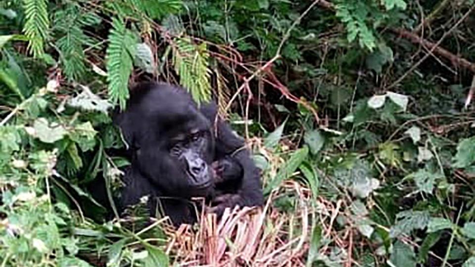 Ein ausgewachsener Berggorilla hält im Bwindi-Nationalpark in Uganda ein Baby im Arm.