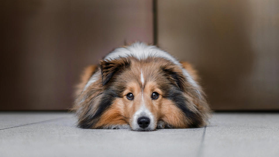 Shetland sheepdog