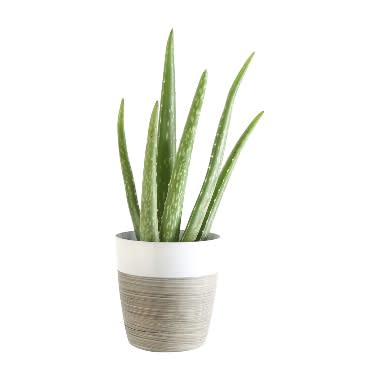 Costa Farms Aloe Vera Live Indoor Plant