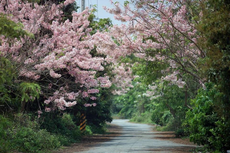 連續假日5天，嘉義市花旗木盛開，值得欣賞。   圖：嘉義市政府/提供