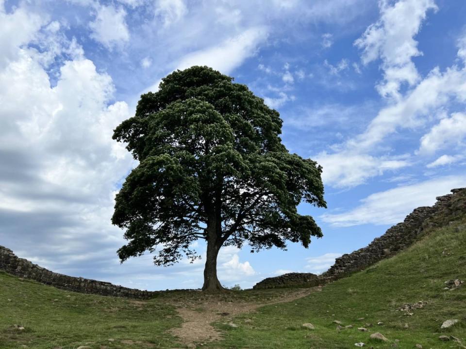 Famous Northumberland landmark Sycamore Gap is half an hour’s drive from the hut (Helen Wilson-Beevers)