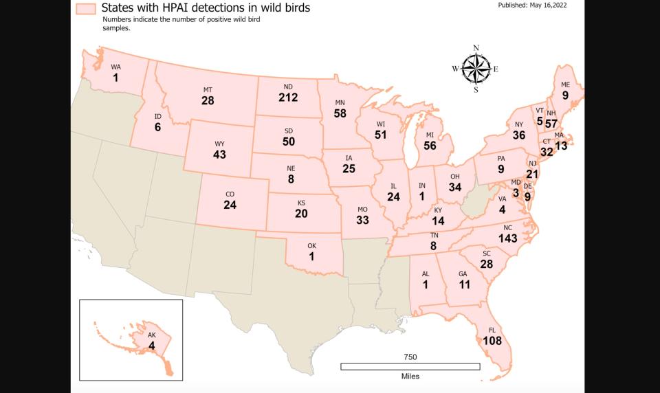 A map shows the 38 states with detections in 2022 of highly pathogenic avian influenza (HPAI) in wild birds.