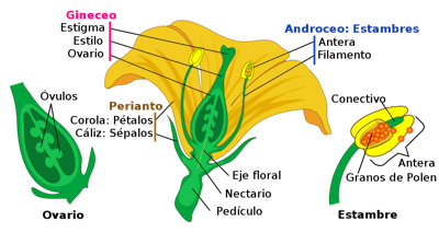 Partes de una flor madura. <a href="https://es.wikipedia.org/wiki/Archivo:Mature_flower_diagram-es.svg" rel="nofollow noopener" target="_blank" data-ylk="slk:Mariana Ruiz / Wikimedia Commons;elm:context_link;itc:0;sec:content-canvas" class="link ">Mariana Ruiz / Wikimedia Commons</a>, <a href="http://creativecommons.org/licenses/by/4.0/" rel="nofollow noopener" target="_blank" data-ylk="slk:CC BY;elm:context_link;itc:0;sec:content-canvas" class="link ">CC BY</a>