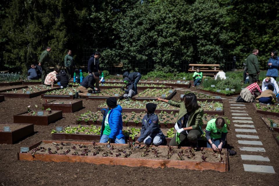 <p>It was former First Lady Michelle Obama's idea to have a garden planted for varying uses, including educating children on the importance of healthy eating...</p>