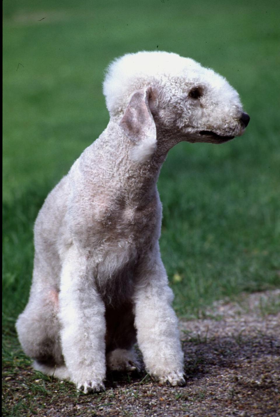 bedlington terrier smallest dog breeds