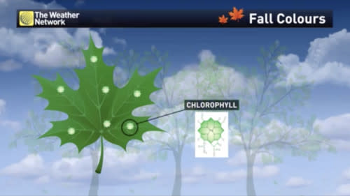Fall Explainer: the production of green chlorophyll slows down in the fall