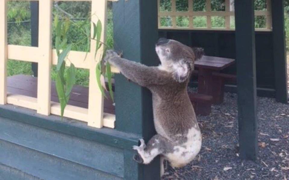 A dead koala was found screwed to a pole - REUTERS