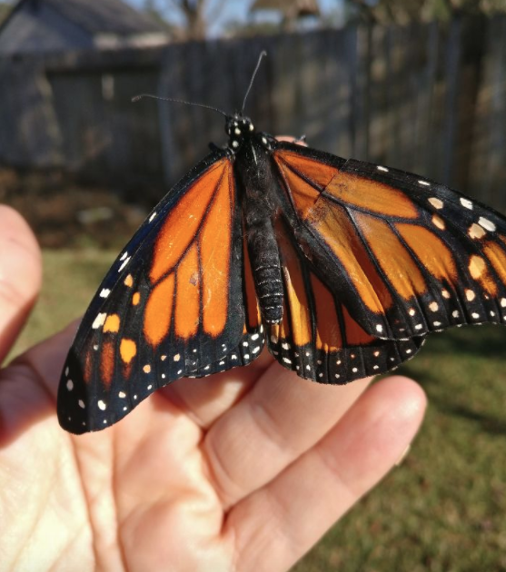 lote de 10 alas de mariposa monarca Danaus plexippus al por mayor