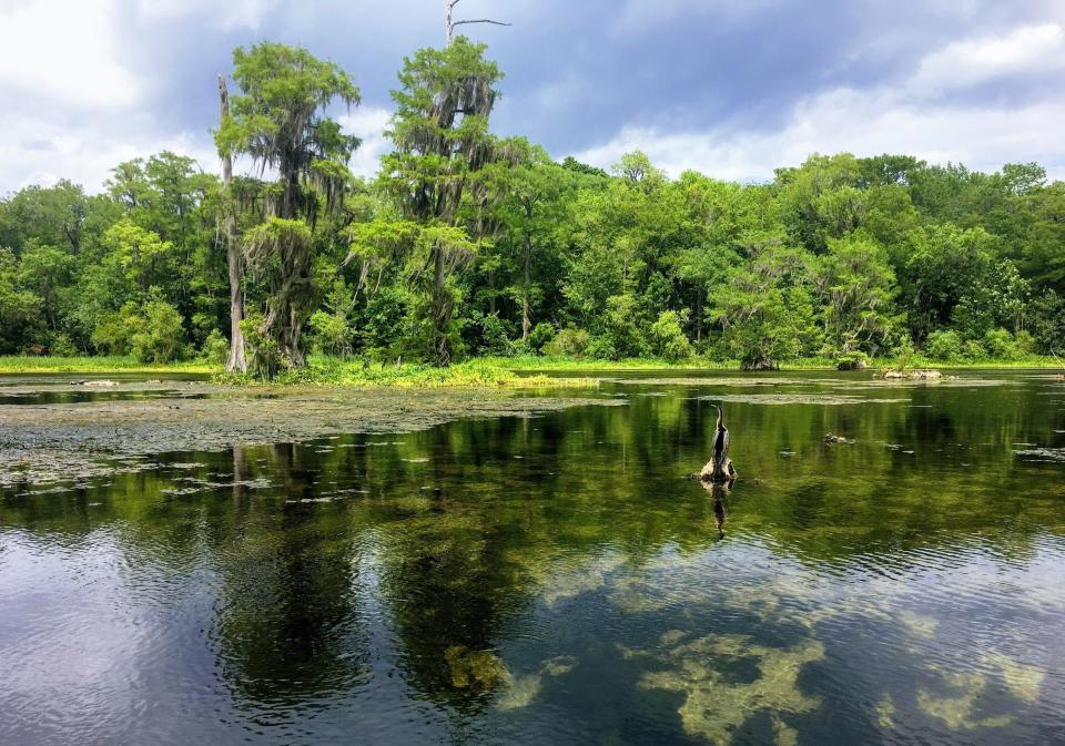 Explore wildlife by kayaking the Wacissa River.