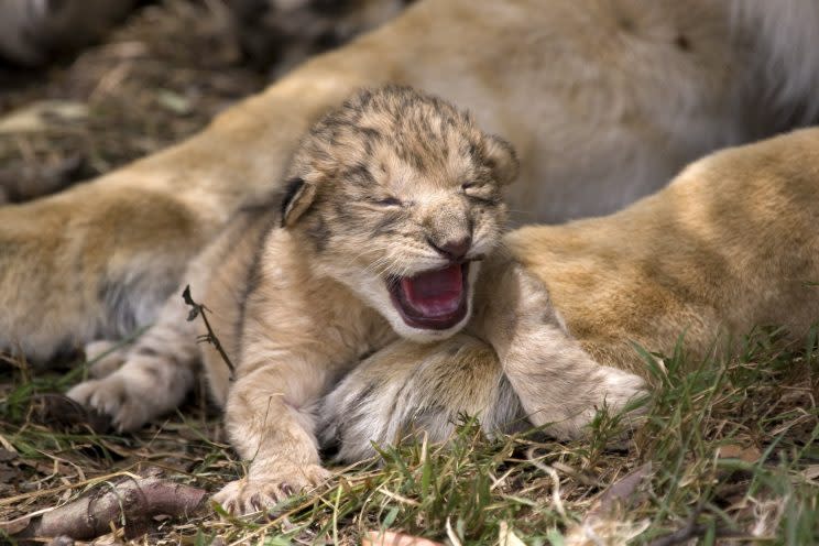 A British wildlife photographer has captured the rare sight of lion cubs just a few hours old