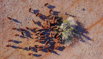 Farmer Ash Whitney stands atop a tree as he cuts off branches to feed his cattle in a drought-effected paddock on his property located west of the town of Gunnedah in New South Wales, Australia, June 3, 2018. "I have been here all my life, and this drought is feeling like it will be around a while," said Whitney. REUTERS/David Gray