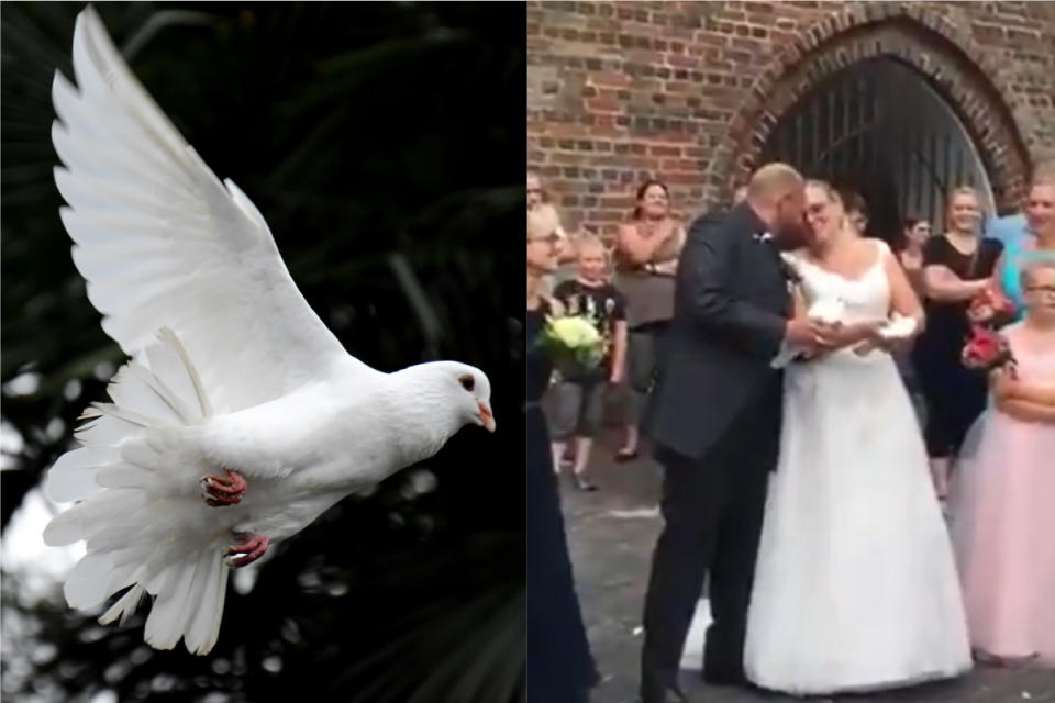 ▲英國一場婚禮中放飛白鴿的橋段，突發狀況讓在場所有人都嚇到了。（合成圖，左非當事鴿僅示意／翻攝 Unsplash 、 @Laurie__Jane 推特）