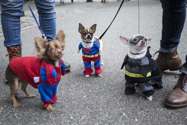 The 7 Most Adorable and Hilarious Dog Halloween Costumes You'll Ever See -  HelloGigglesHelloGiggles