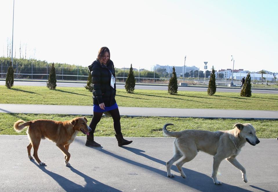 sochi stray dogs