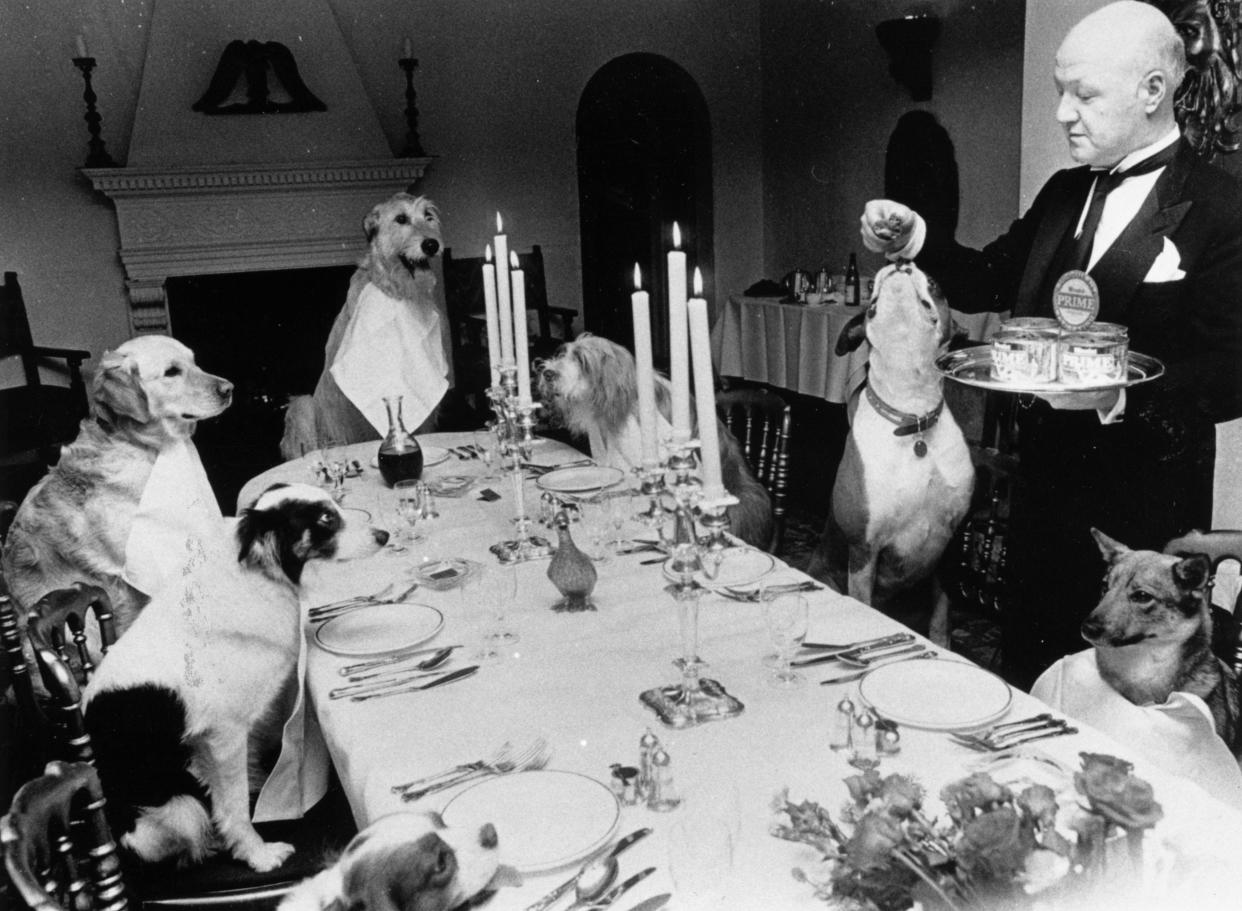 Dogs eating dinner