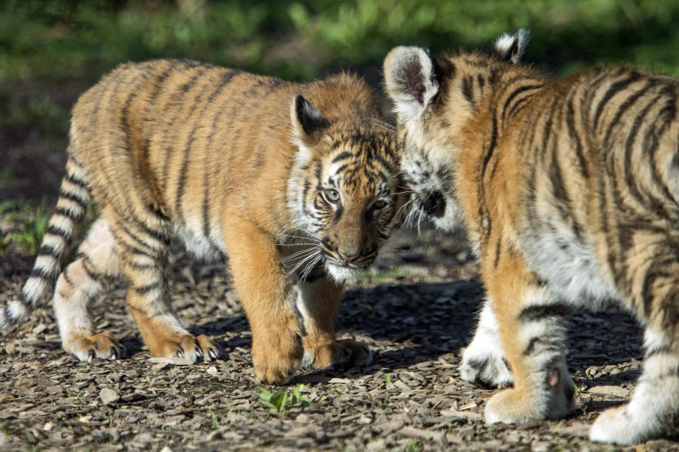 In this photo provided by the Cleveland Metroparks Zoo, two of three new tiger cubs in an exhibit as they made their public debut on Wednesday, April 14, 2021, at the Cleveland Metroparks Zoo in Cleveland. (Kyle Lanzer/Cleveland Metroparks Zoo via AP)