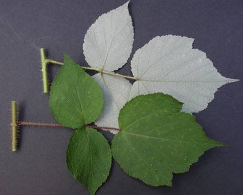 Wineberry leaves are green above and silvery white below