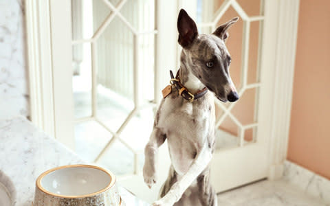 Ludo wears monogrammed-canvas collar, £220, Louis Vuitton. Porcelain dog bowl, £530 Versace - Credit: Koto Bolofo