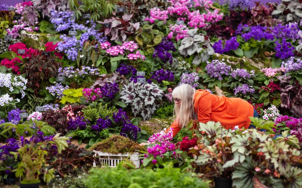 An exhibitor works on the finishing touches of a display in the Great Pavilion - Jamie Lorriman for The Telegraph