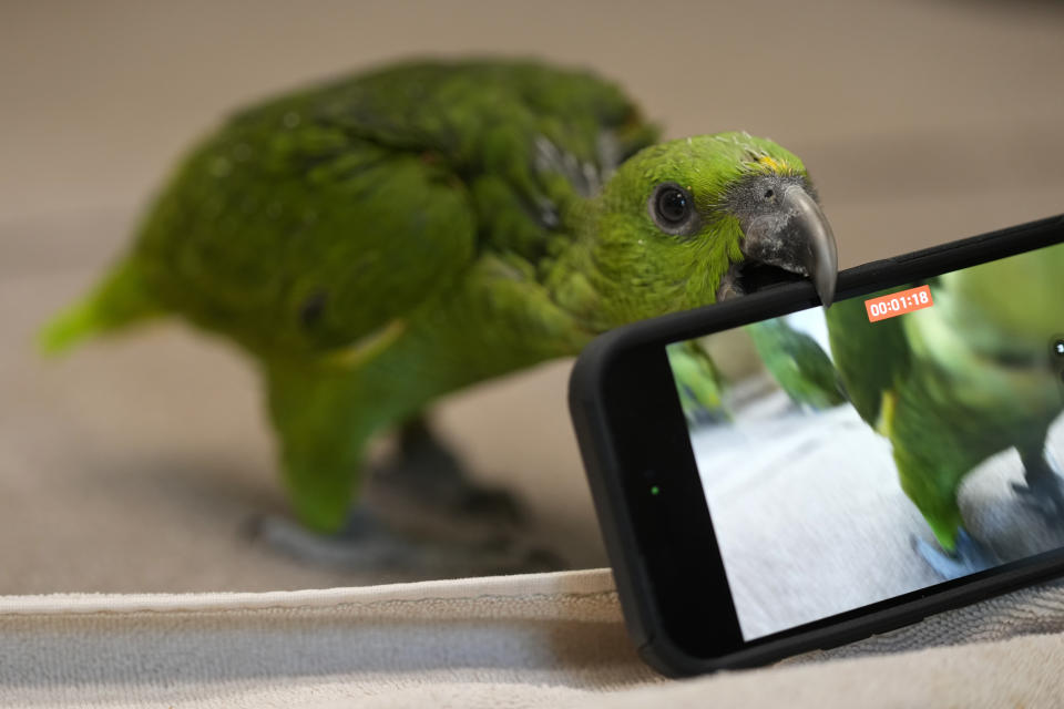 Un joven amazona nuquigualda muerde un celular utilizado para grabar un video dentro de un recinto en la Fundación de Conservación de Especies Raras en Loxahatchee, Florida, el viernes del 19 de mayo de 2023, casi dos meses después de que un contrabandista fuera detenido, según documentos judiciales, con 29 huevos de loro en el Aeropuerto Internacional de Miami a finales de marzo, cuando los pollos empezaron a salir del cascarón. (AP Foto/Rebecca Blackwell)