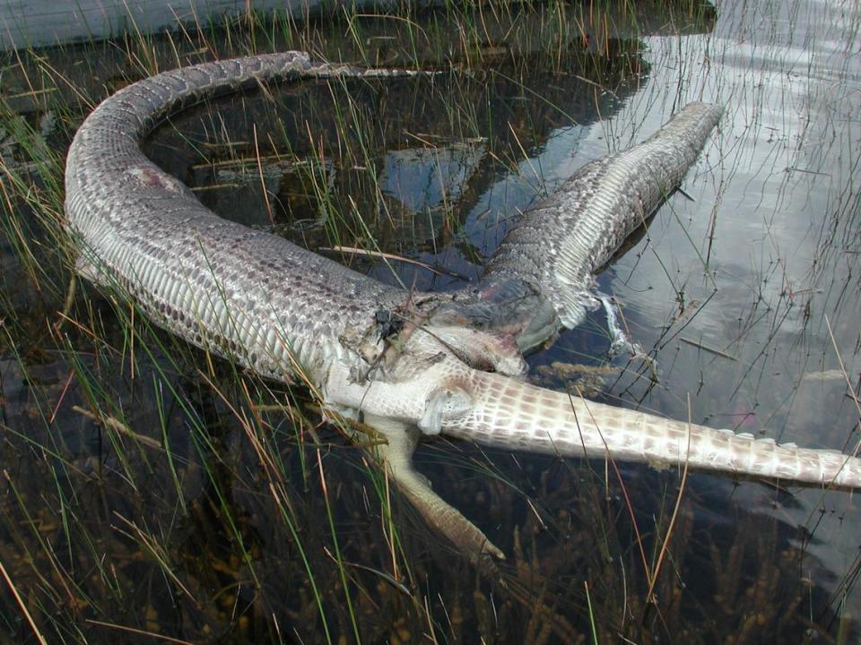 Los cadáveres de una pitón birmana y un caimán americano encontrados en 2005 en el Parque Nacional de los Everglades.