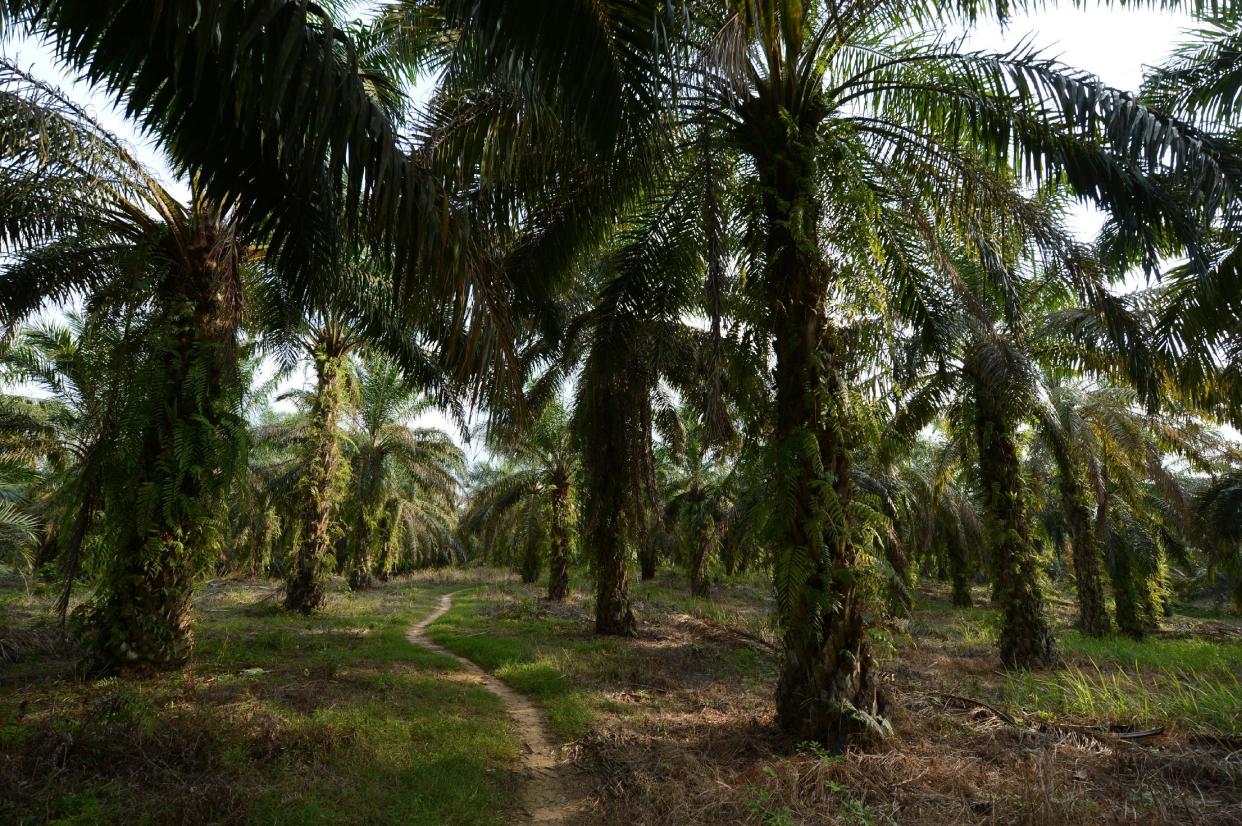 Por su bajo costo, el aceite de palma podría remplazar al aceite de soja en el futuro (AFP/Romeo Gacad)