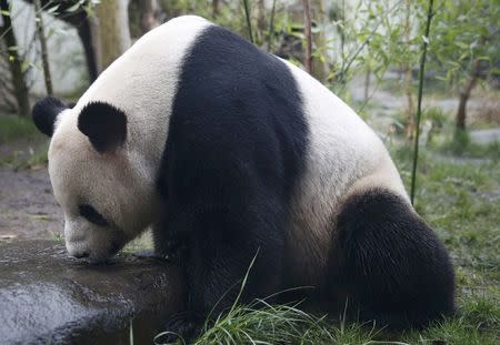 Tian Tian, a giant panda drinks water in the outdoor enclosure at Edinburgh Zoo ,Scotland April 12, 2016. REUTERS/Russell Cheyne