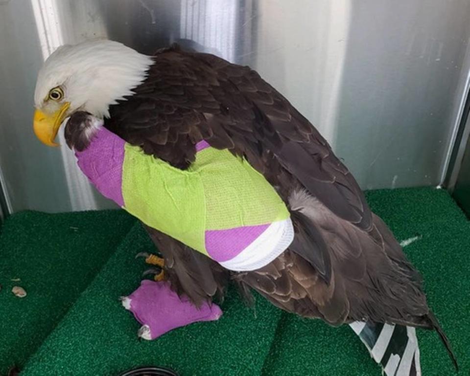 A bald eagle is being treated in Pendleton, Ore., for a broken wing tip and toe, plus lead poisoning.