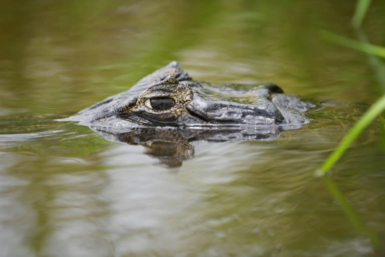 A Yacare Caiman, in the Pantanal wetlands of Mato Grosso state, Brazil