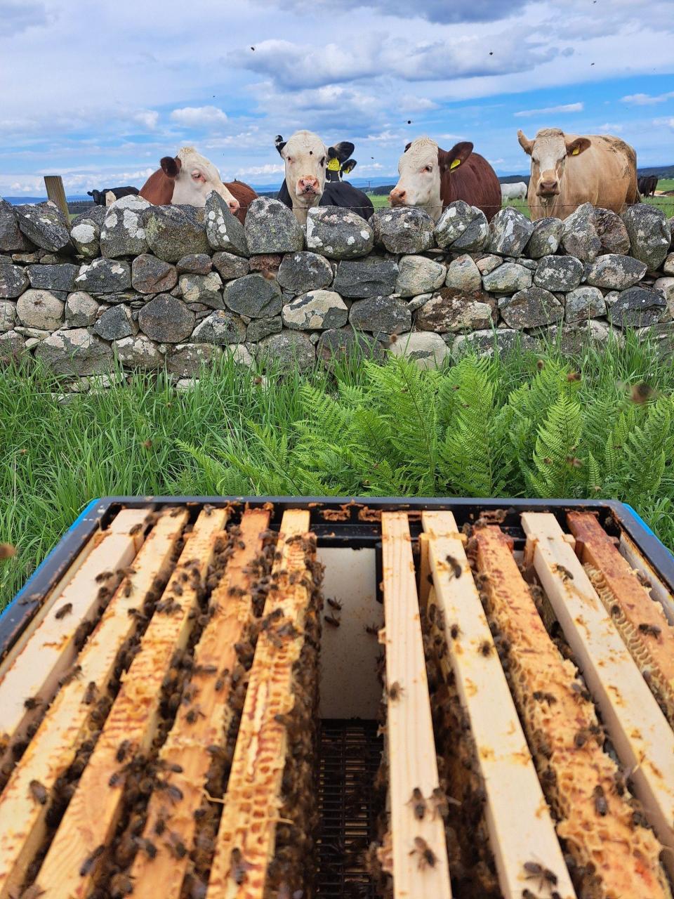 Cows observing a bee hive from behind a wall 