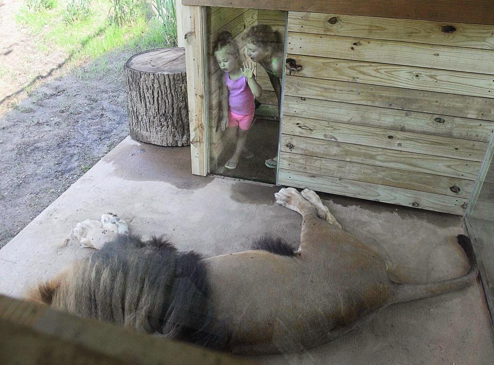 Cora Hunyadi, 3, and her sister Cassie, 8, watch as the zoo's male lion, Tamarr, relaxes in the shade in the Pride of Africa exhibit at the Akron Zoo, Saturday, June 29, 2019 in Akron, Ohio. (Jeff Lange/Beacon Journal/Ohio.com)