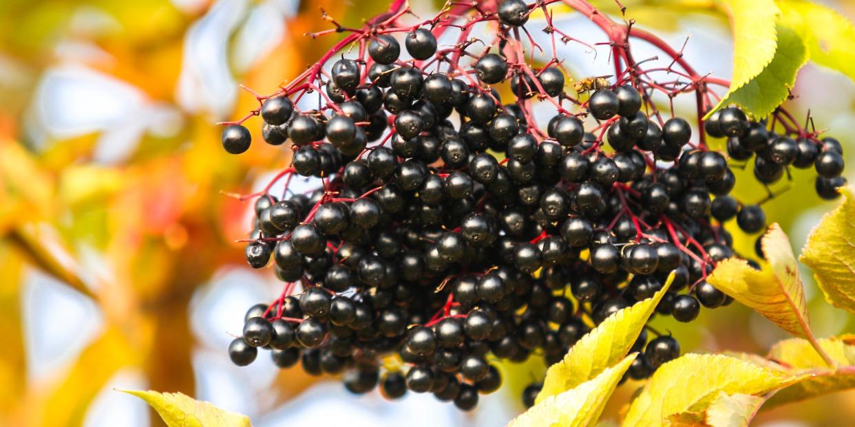 benefits of elderberry