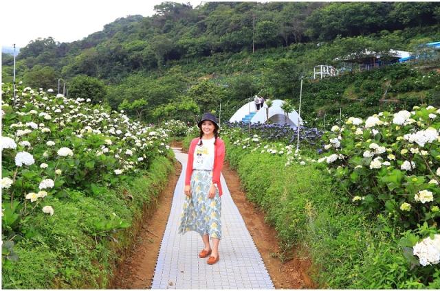 21萬里區繡球花季開始囉 偽出國超夢幻繽紛花海 新北萬里一日遊就醬玩 旅遊 Yahoo奇摩行動版