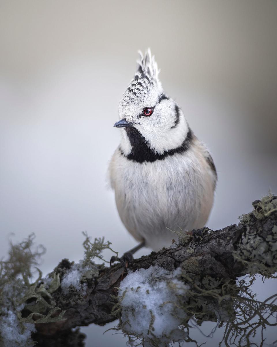 © Giacomo Redaelli Rock Star CUPOTY