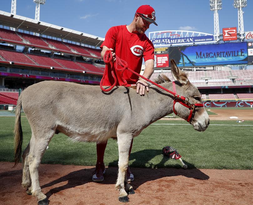 Zack Cozart and Donald the donkey (his gift from Joey Votto) are headed to Los Angeles. (AP)